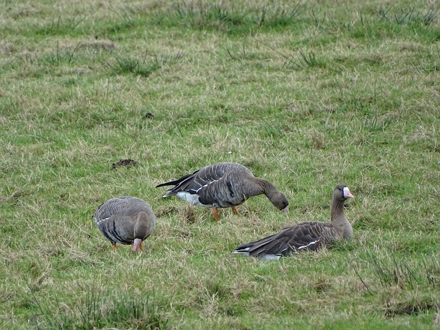 頓火箭隊的 頓火箭隊的